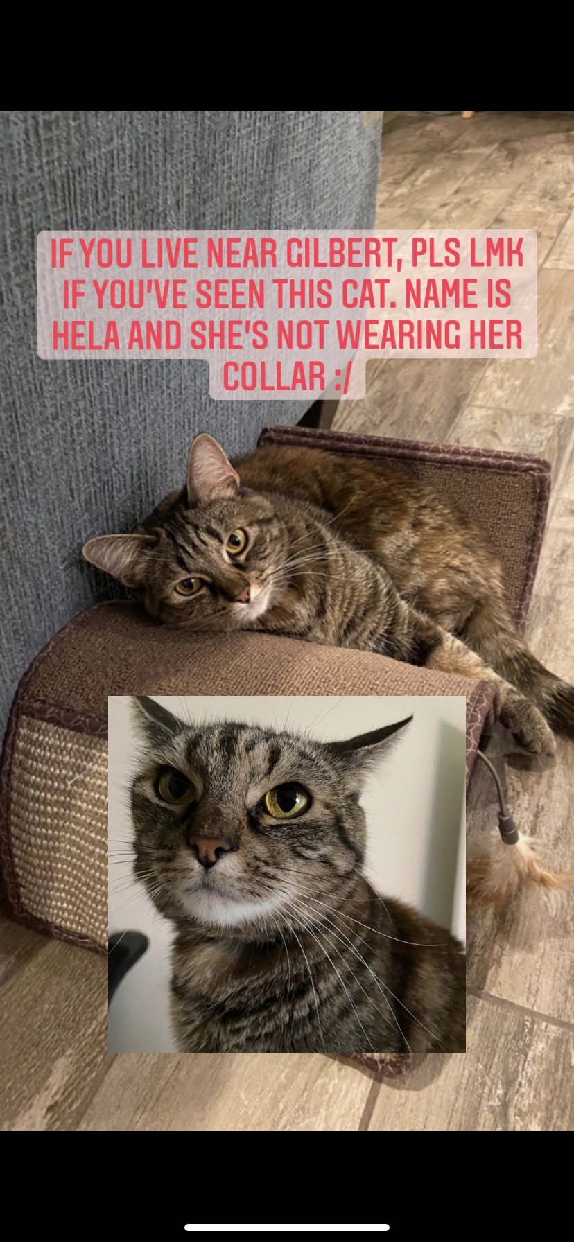 Image of Hela, Lost Cat