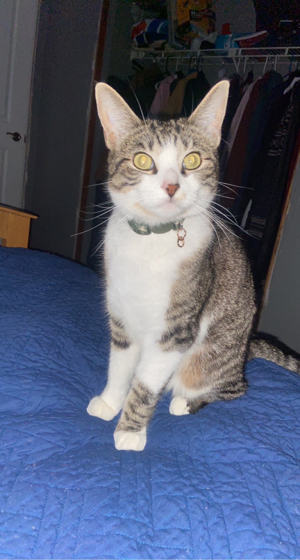 Image of Kite, Lost Cat