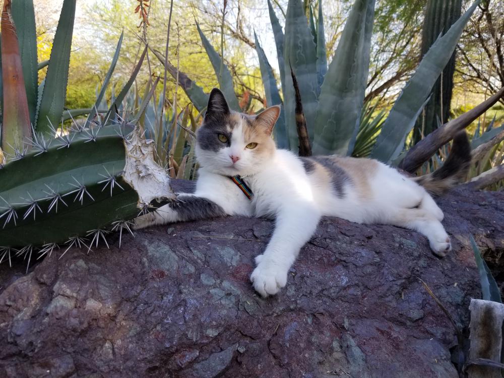 Image of Janet, Lost Cat