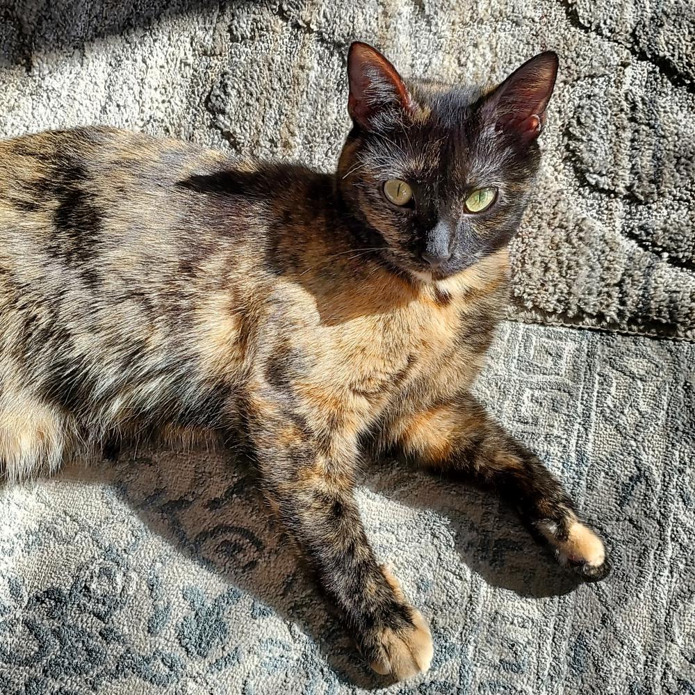 Image of Skye, Lost Cat