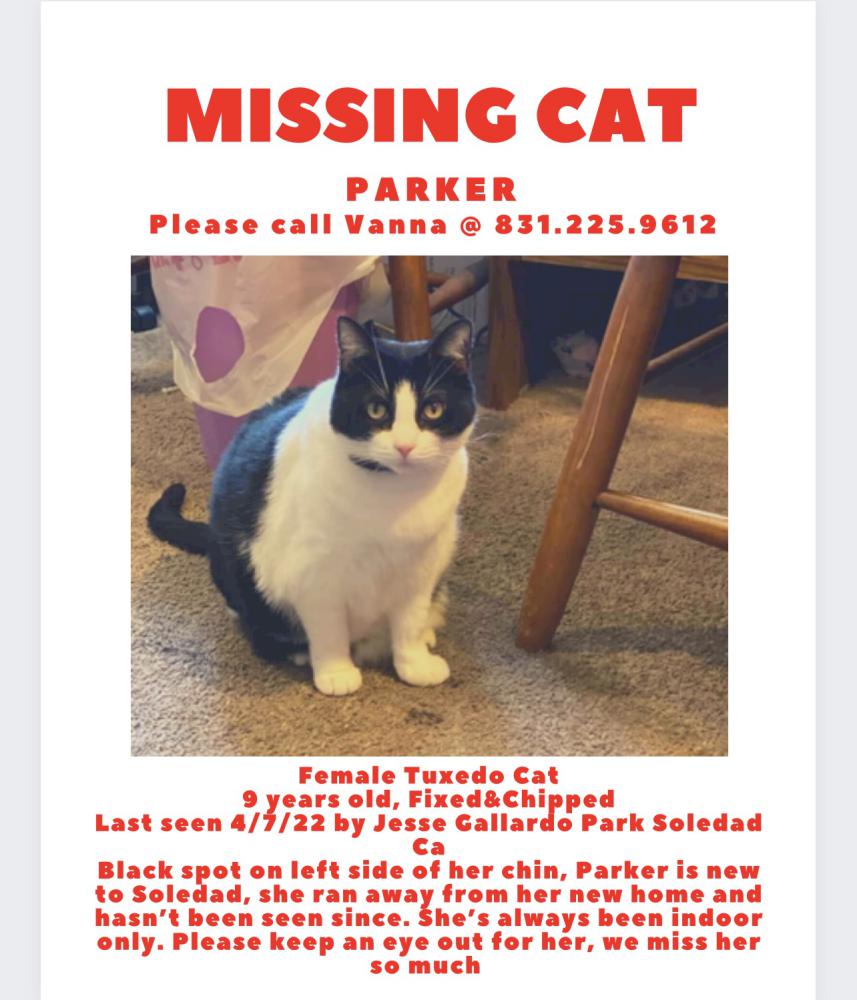 Image of Parker, Lost Cat