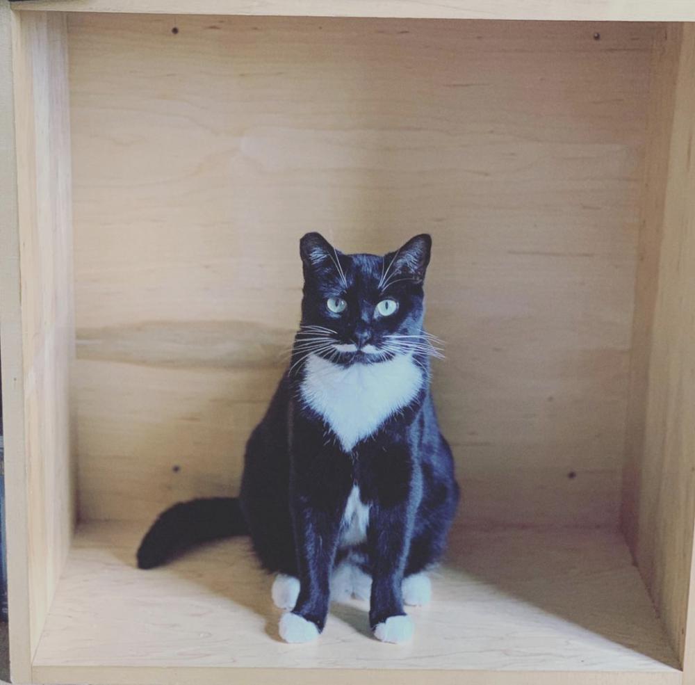 Image of Stache, Lost Cat