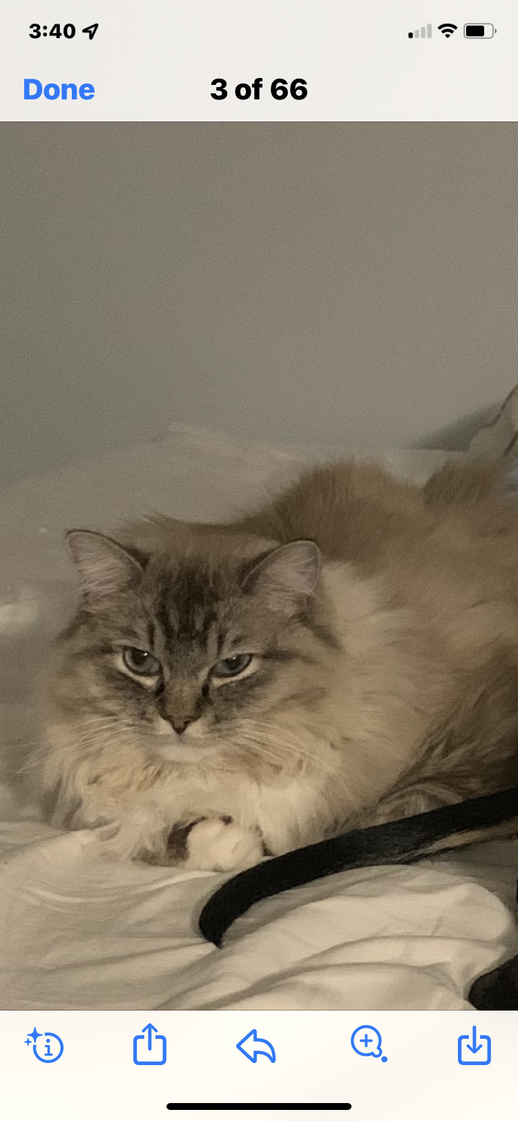 Image of Bosco, Lost Cat