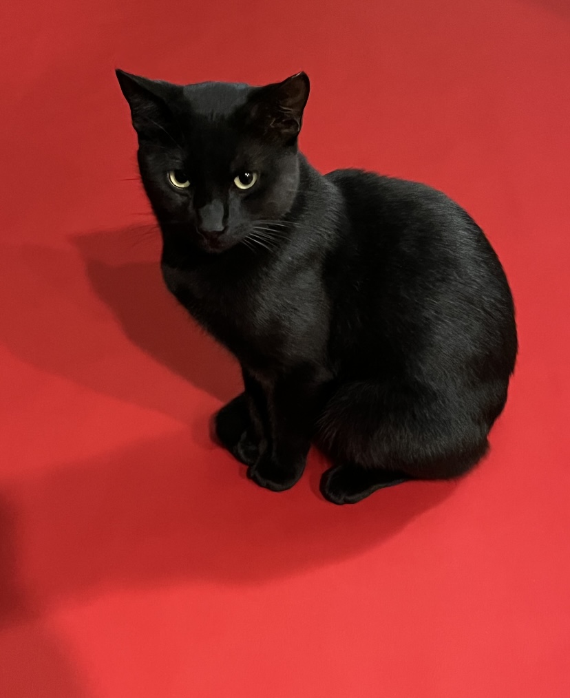 Image of Luci, Lost Cat