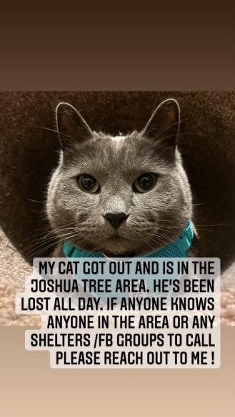 Image of JP, Lost Cat