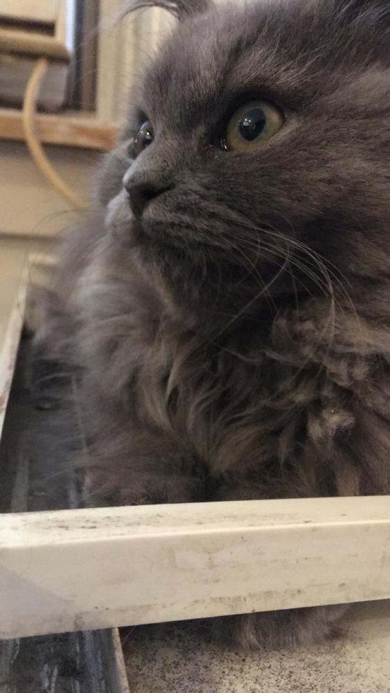 Image of Bluebear, Lost Cat