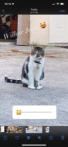Image of Willow Jean, Lost Cat