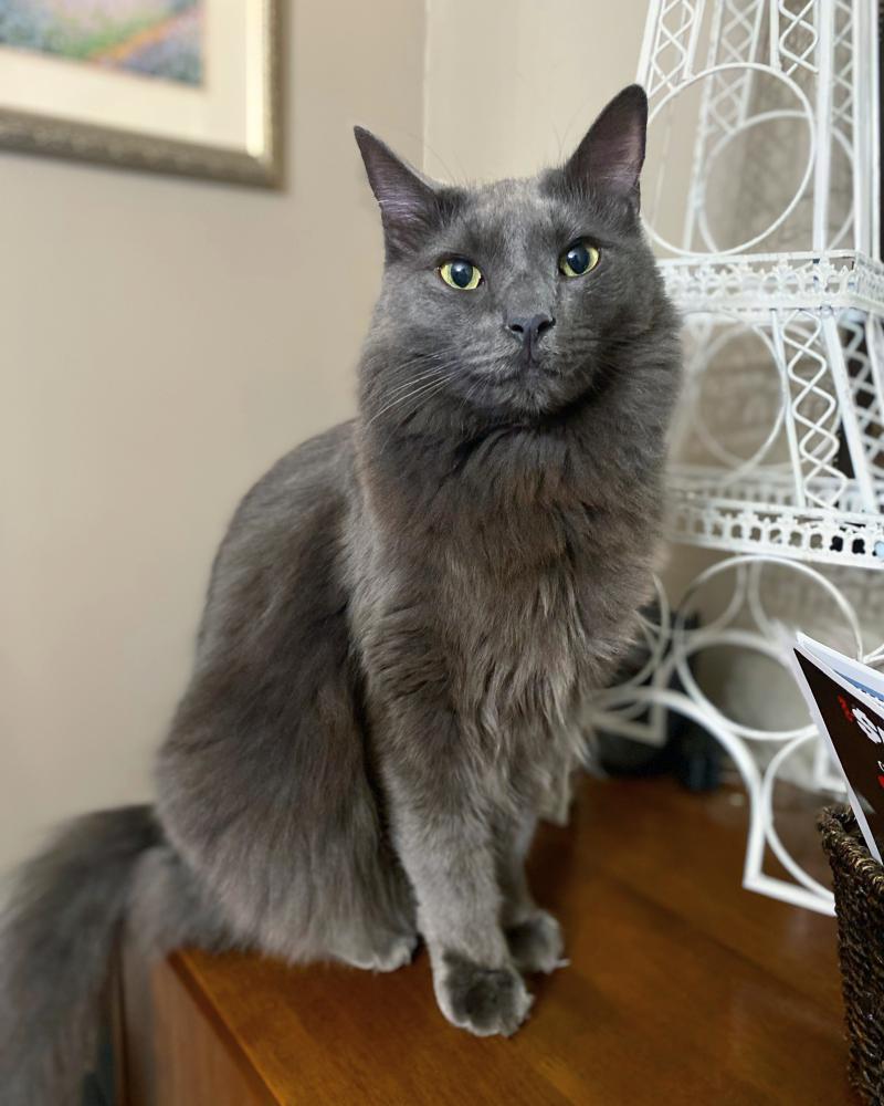 Image of Nash, Lost Cat