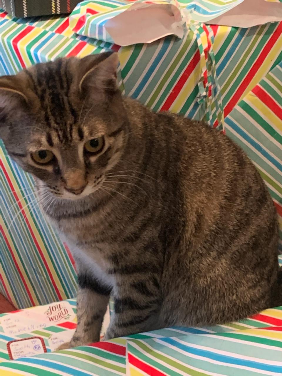 Image of Crackers, Lost Cat