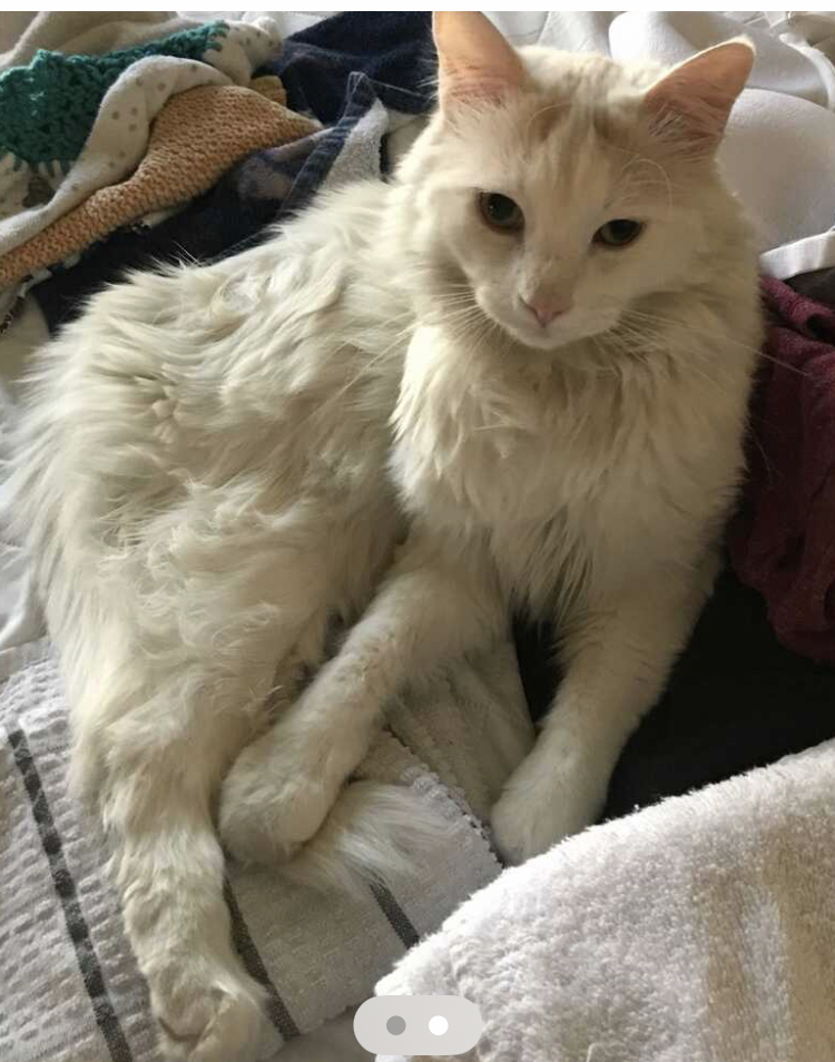 Image of Brady, Lost Cat