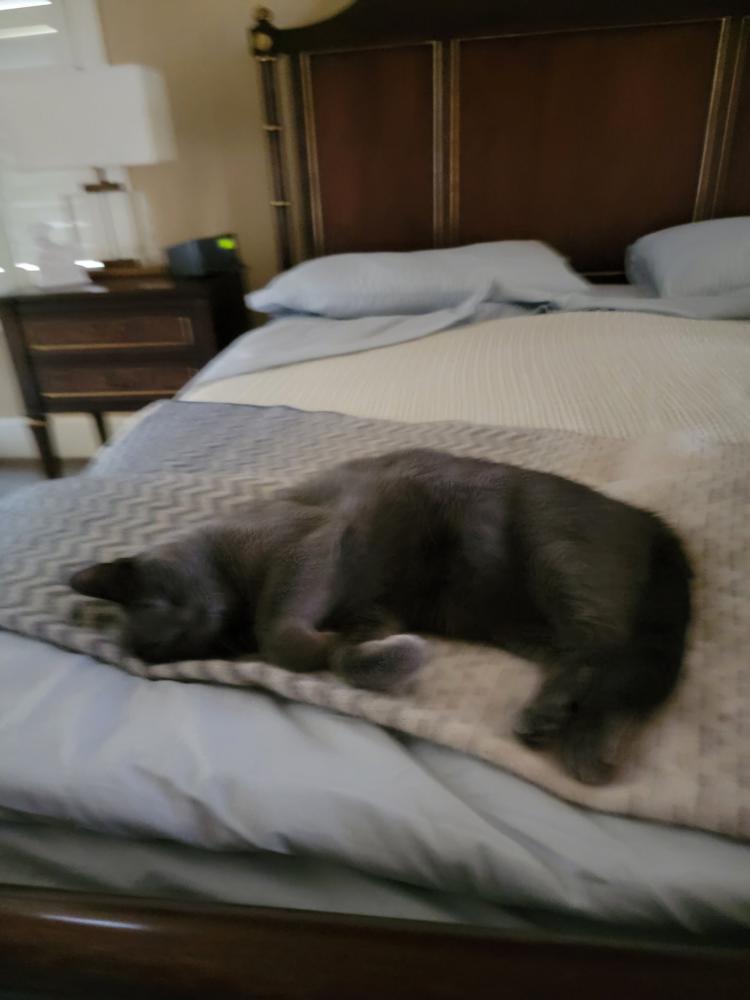 Image of Blueboy, Lost Cat