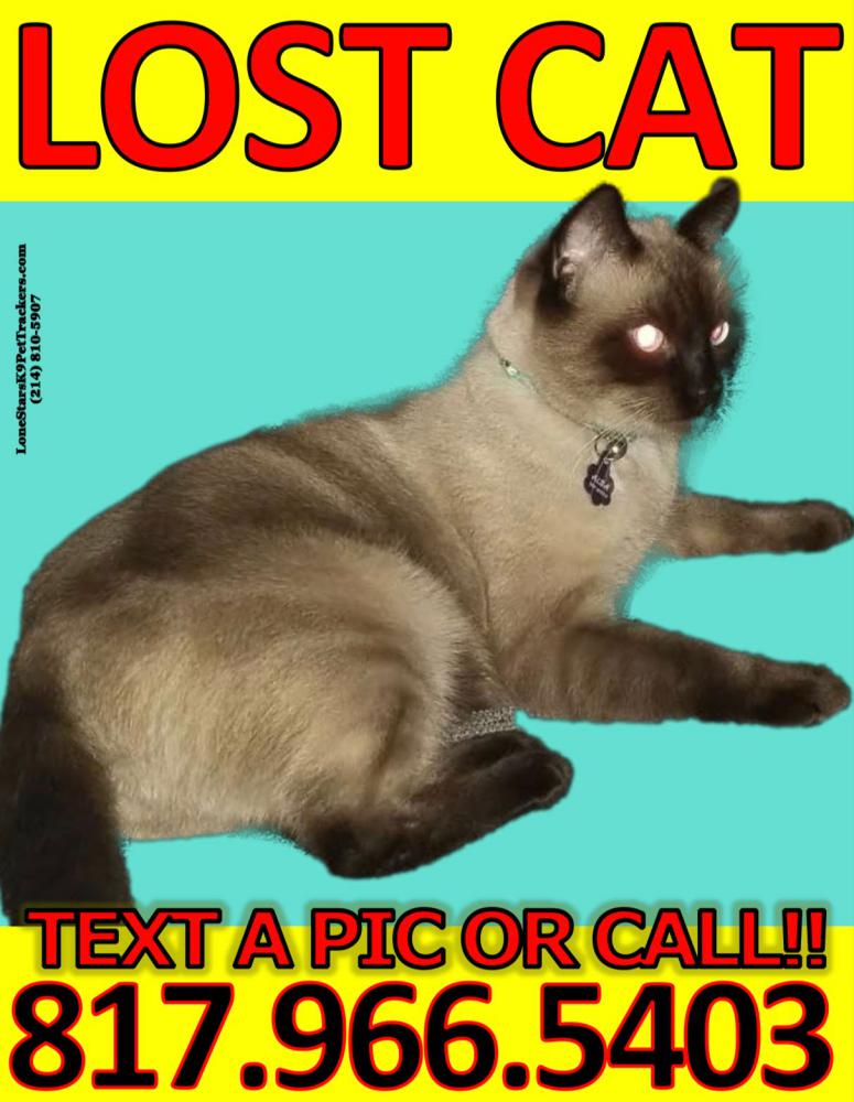 Image of Alba, Lost Cat