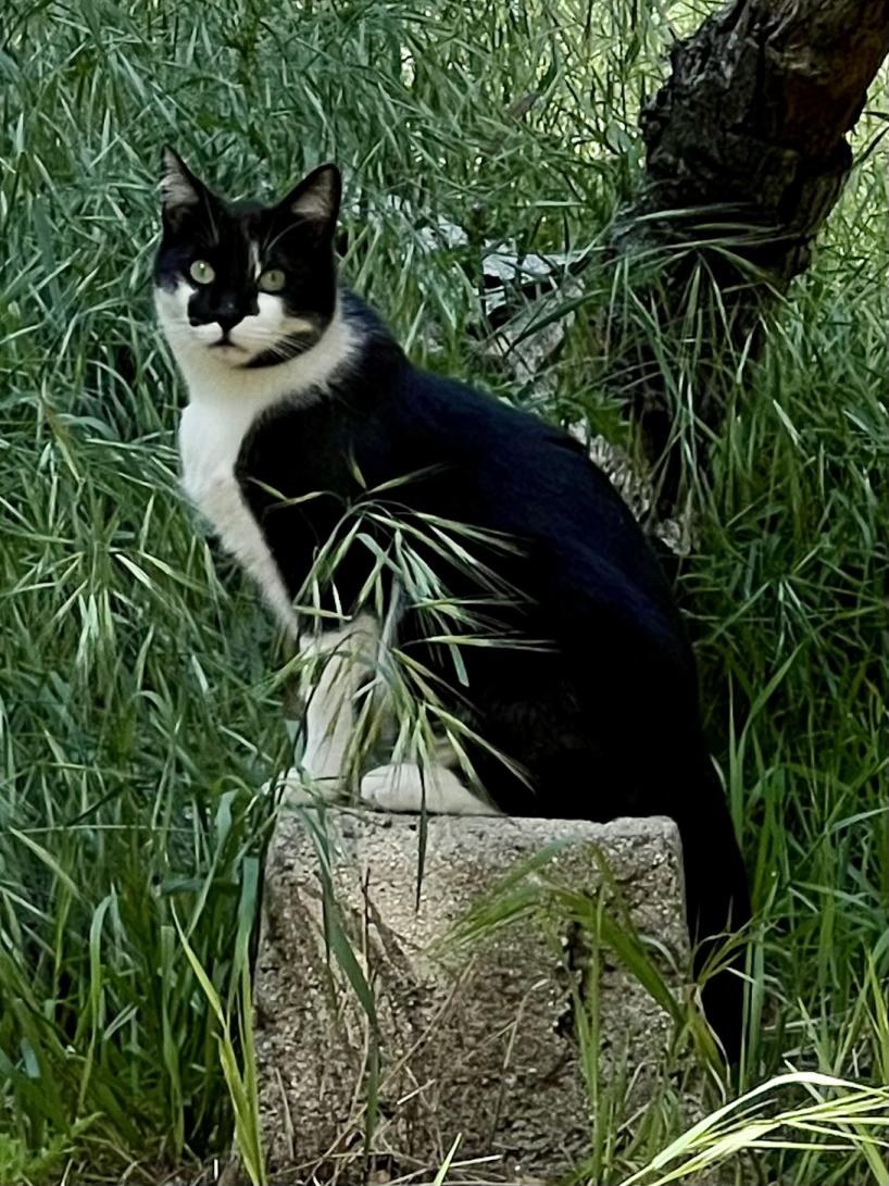 Image of Gigi, Lost Cat