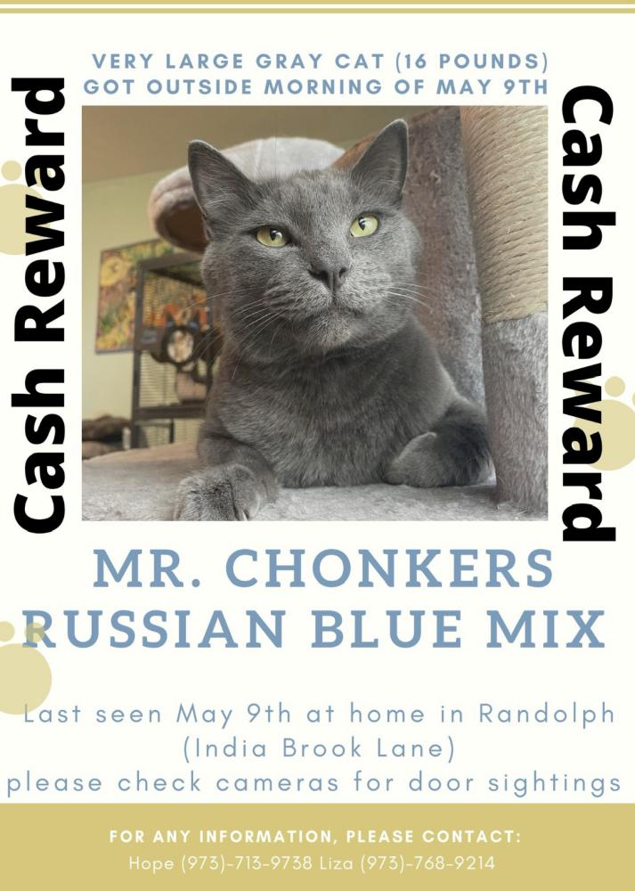 Image of Mr. Chonkers, Lost Dog