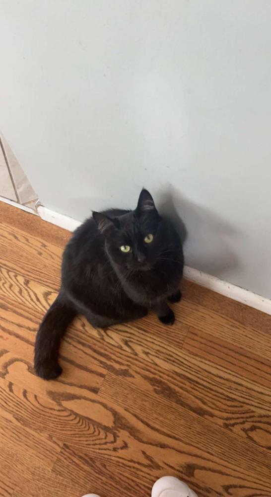 Image of Cole, Lost Cat