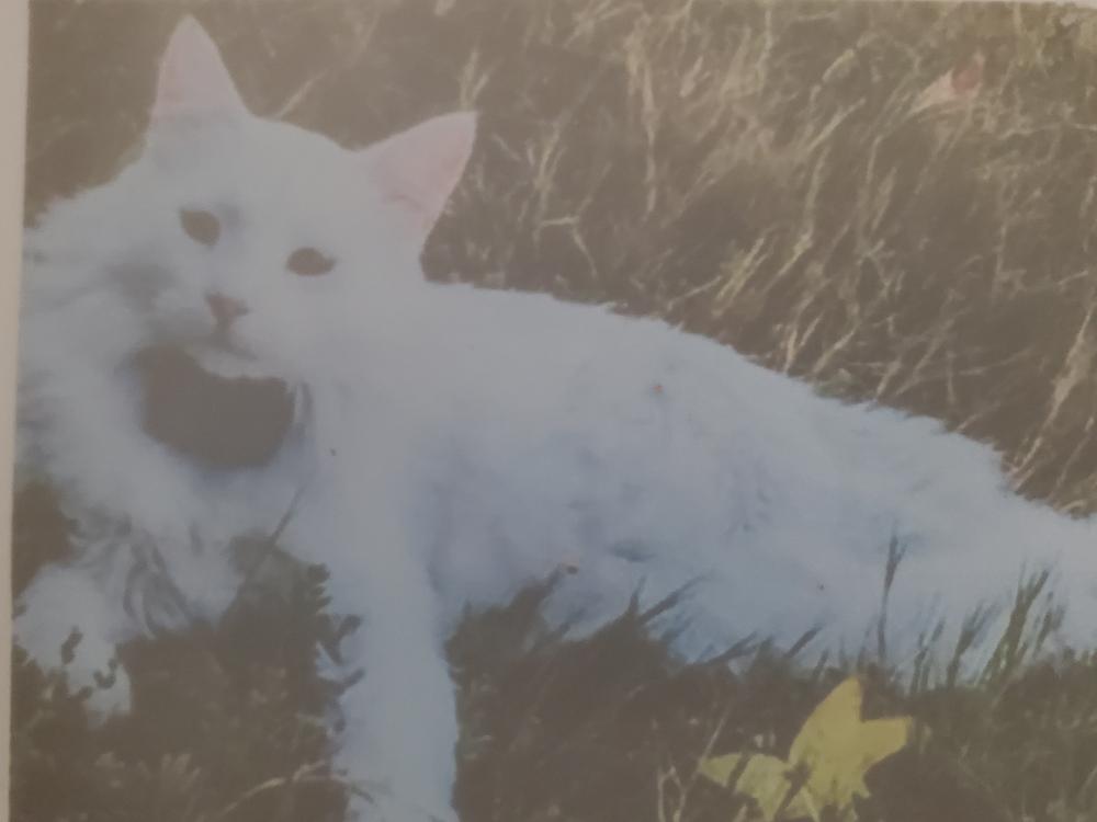 Image of Falcor, Lost Cat