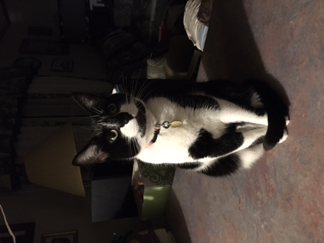 Image of Evie, Lost Cat