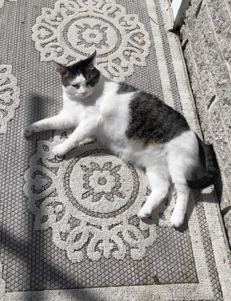 Image of Missy, Found Cat