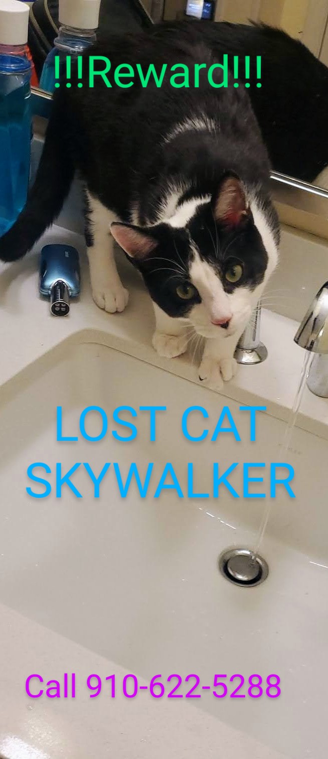 Image of Skywalker, Lost Cat
