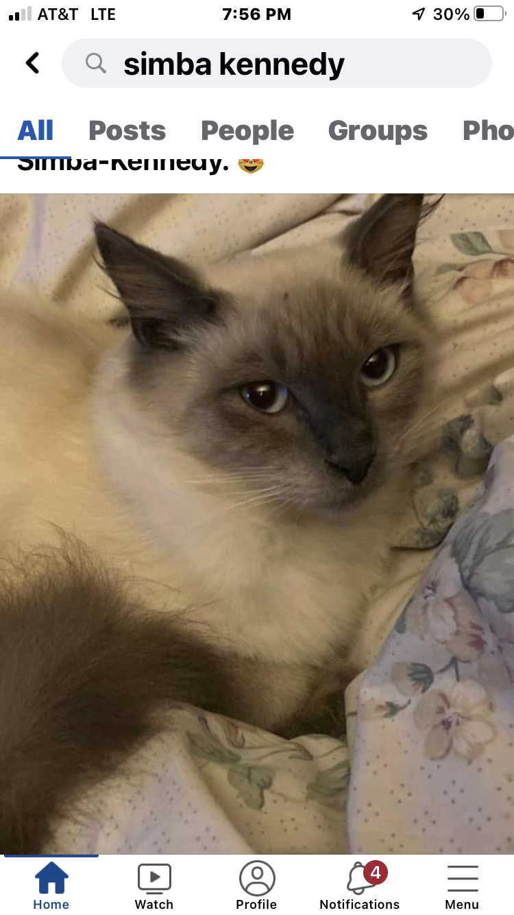 Image of Kennedy, Lost Cat