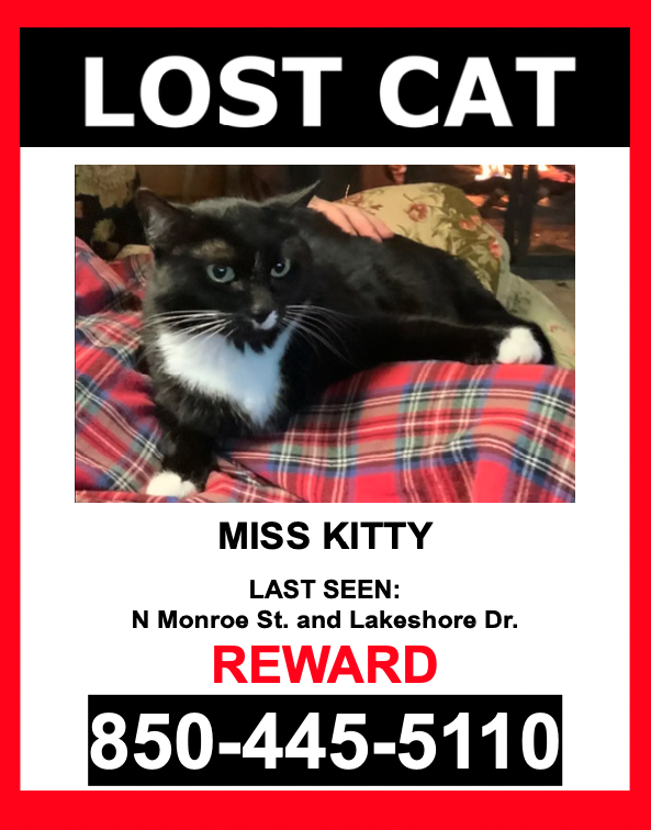 Image of Missy Kitty, Lost Cat