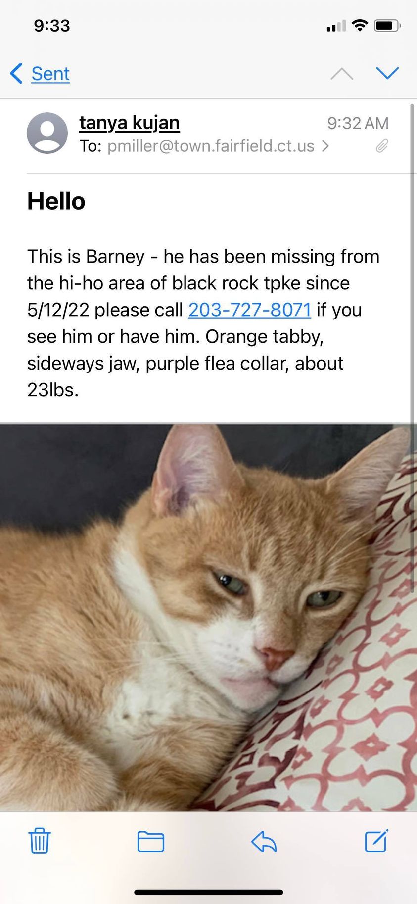 Image of BARNEY, Lost Cat