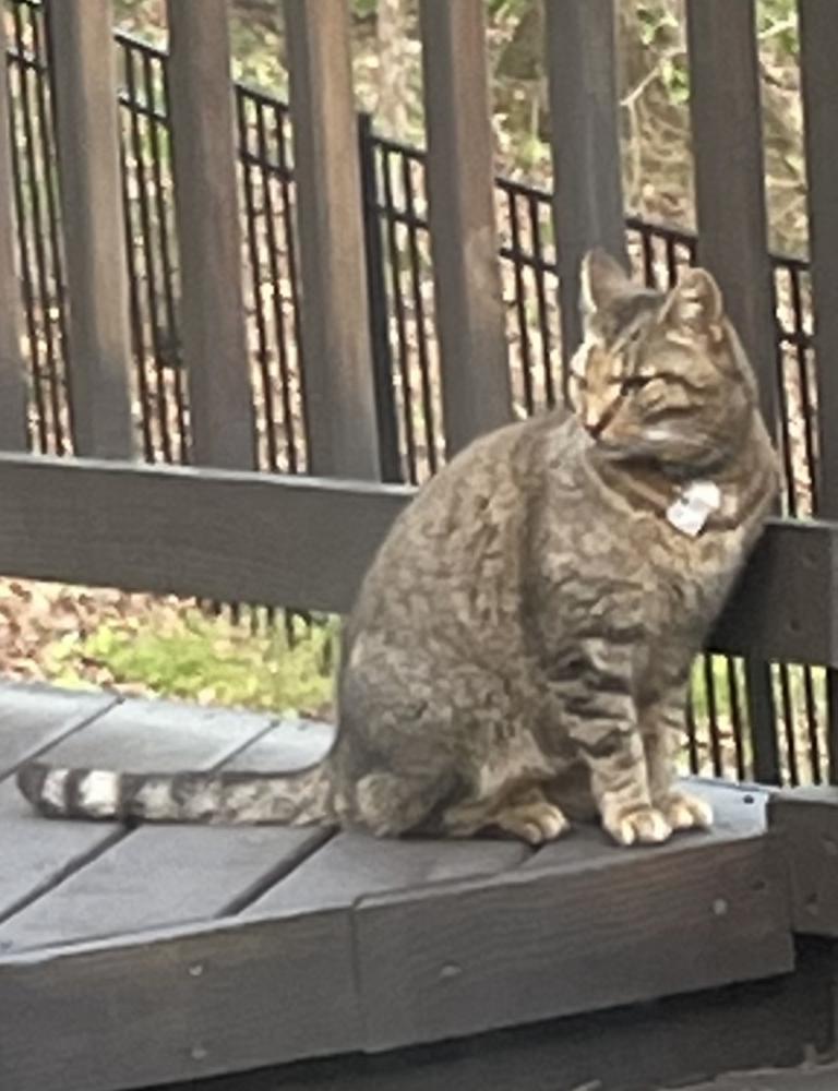 Image of Sis, Lost Cat