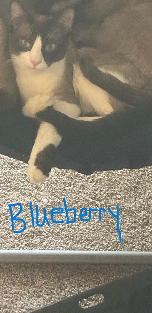Image of Blueberry, Lost Cat