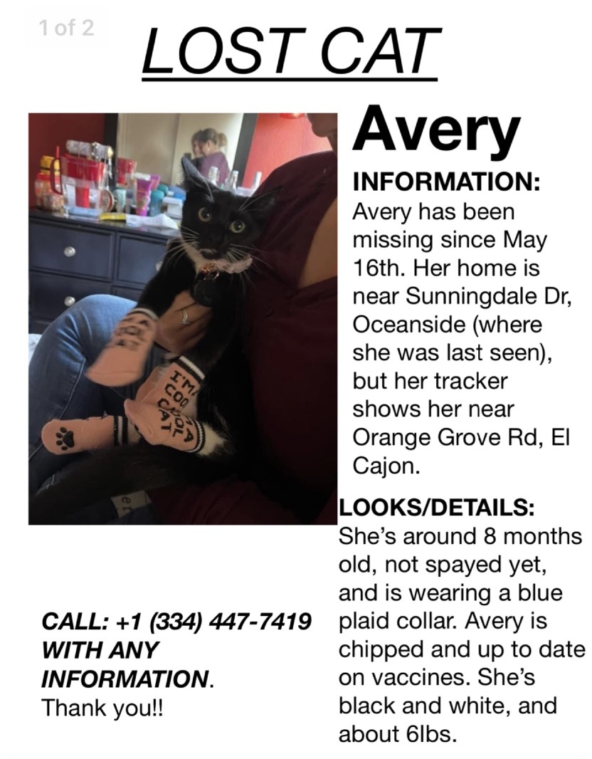 Image of Avery, Lost Cat