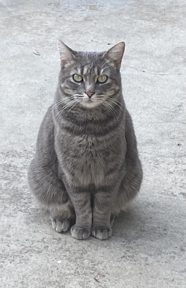 Image of Zolie, Lost Cat