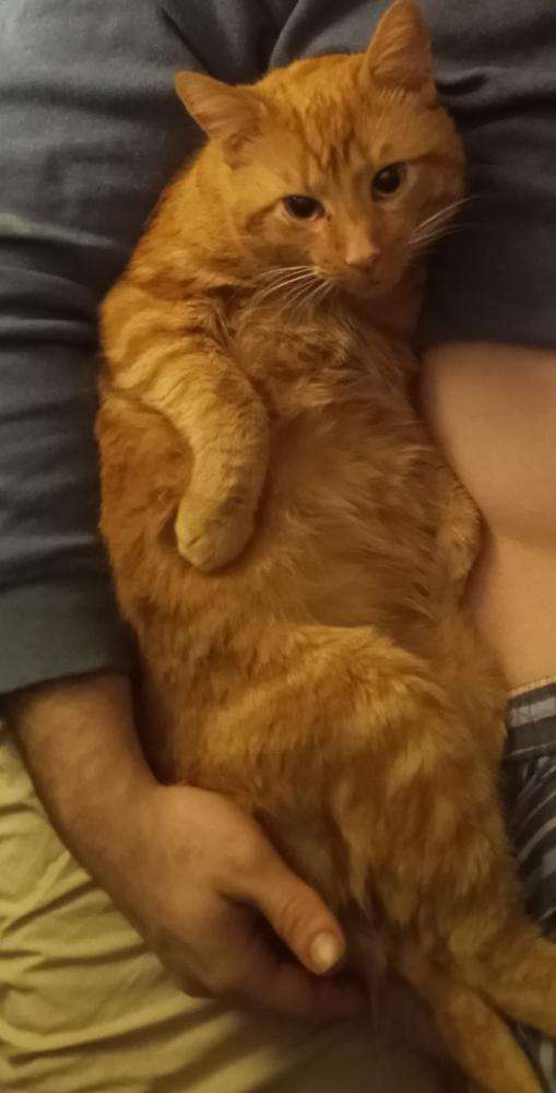 Image of Pumpkin, Lost Cat