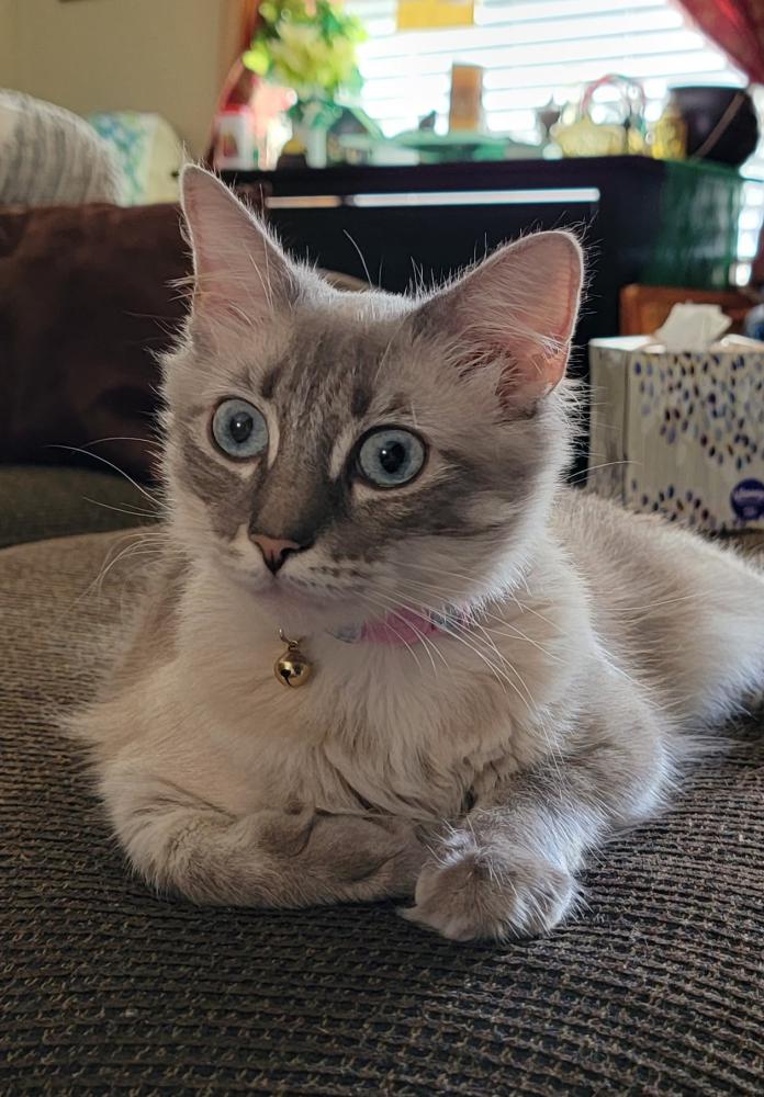 Image of Lilly Marie, Lost Cat