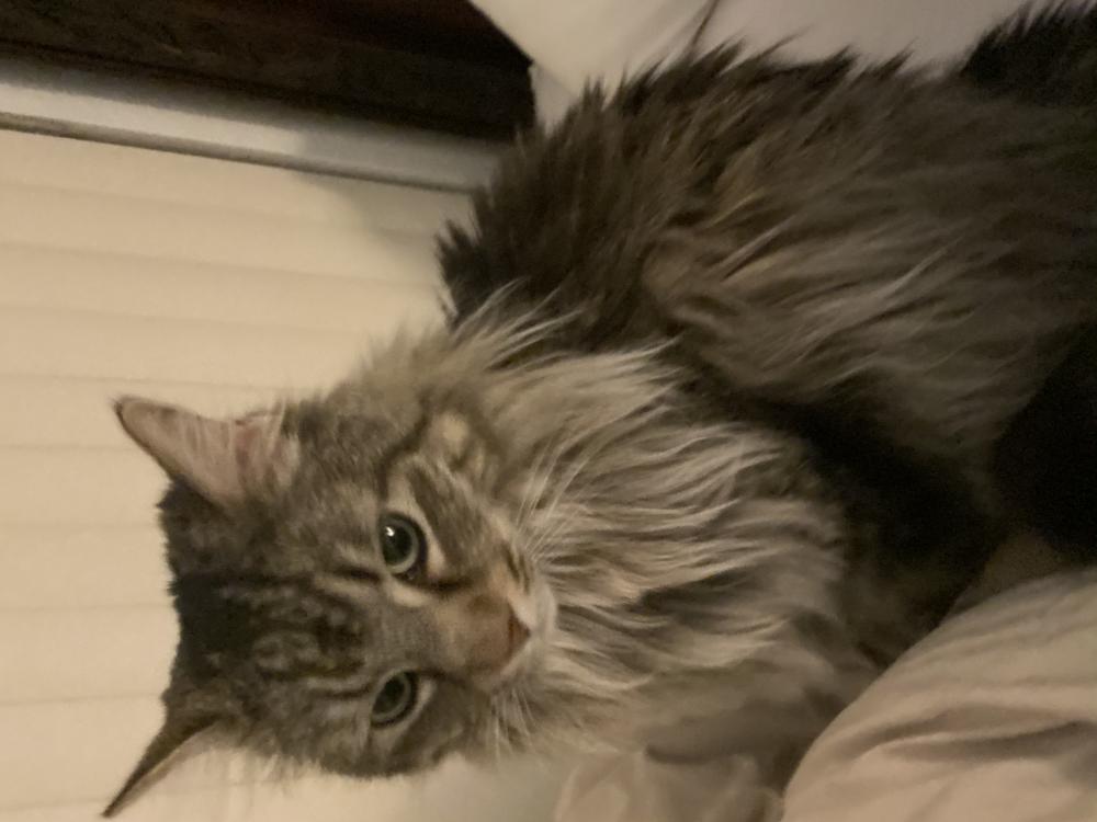 Image of Wookie, Lost Cat