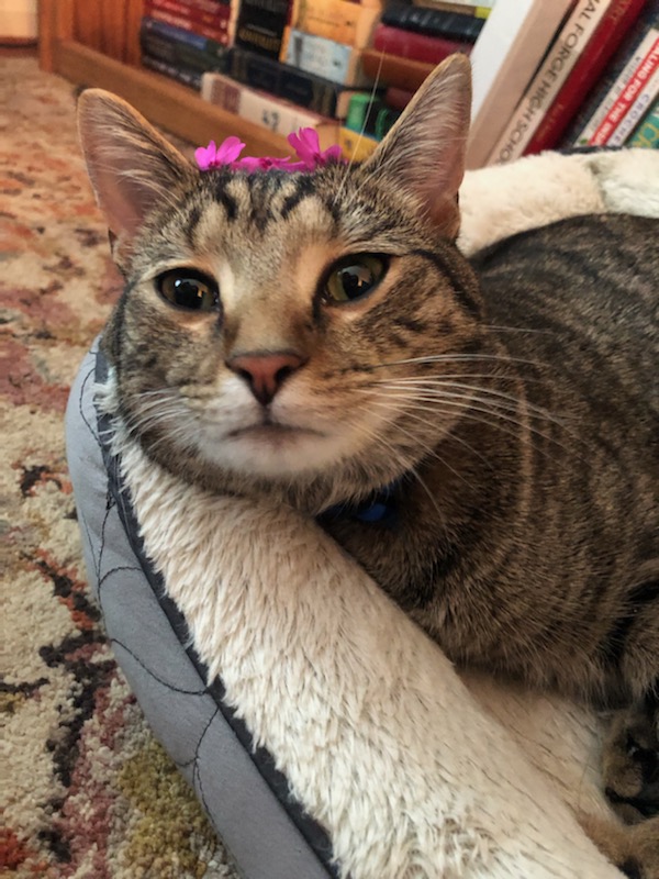 Image of Lester, Lost Cat