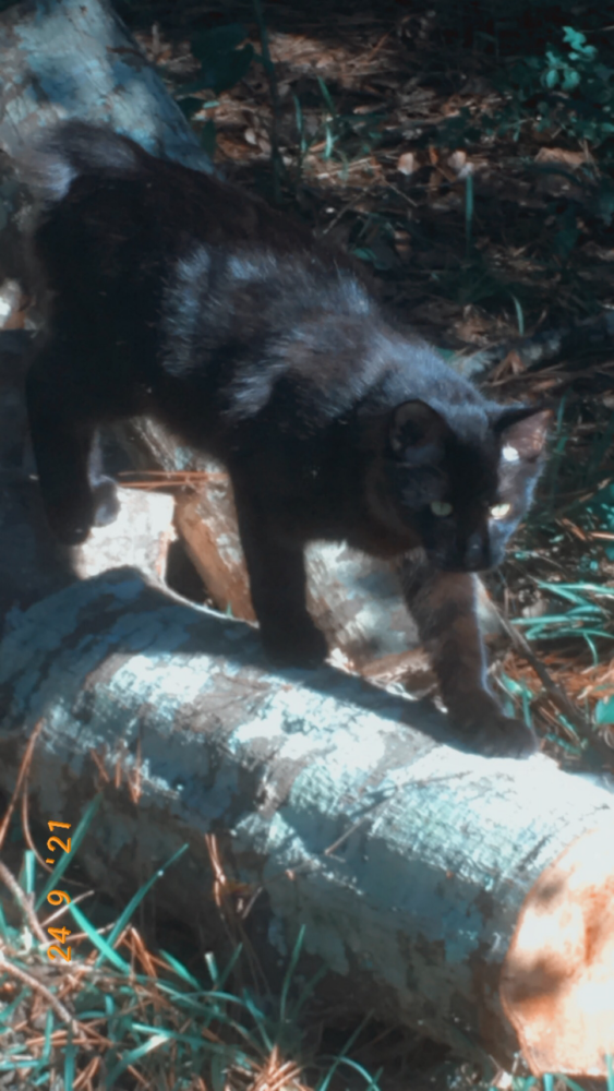 Image of Nova or black bear, Lost Cat