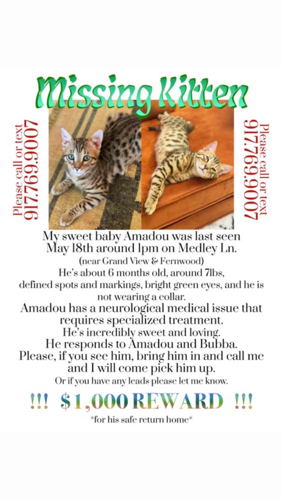 Image of Amadou, Lost Cat