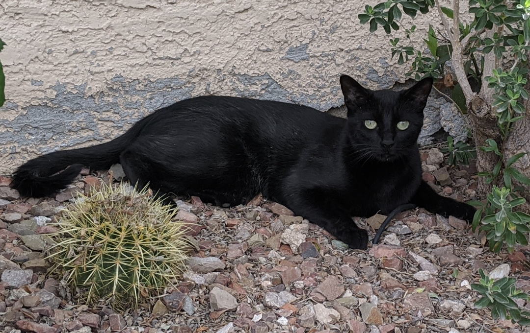 Image of Pyewacket, Lost Cat