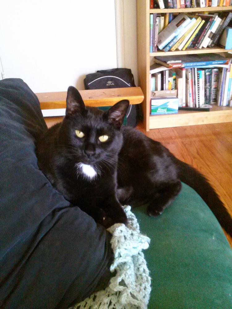 Image of Octavia, Lost Cat