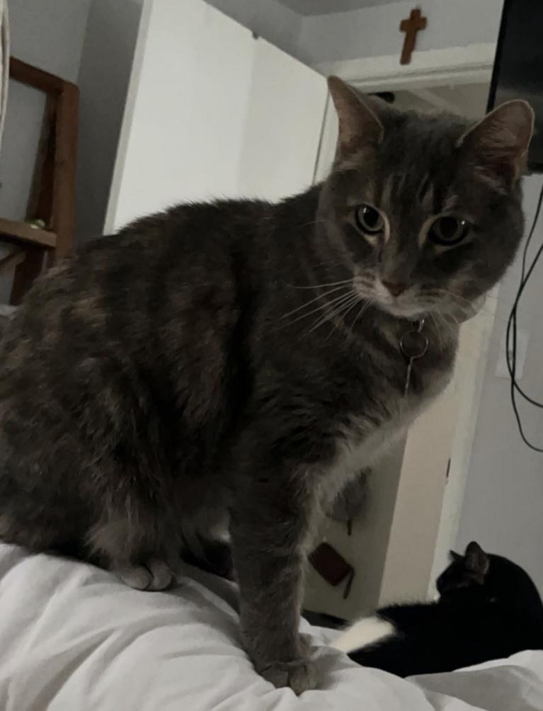 Image of Leah, Lost Cat