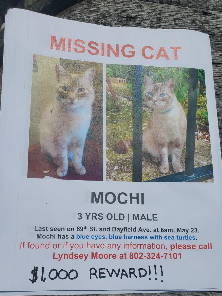 Image of Mochi, Lost Cat
