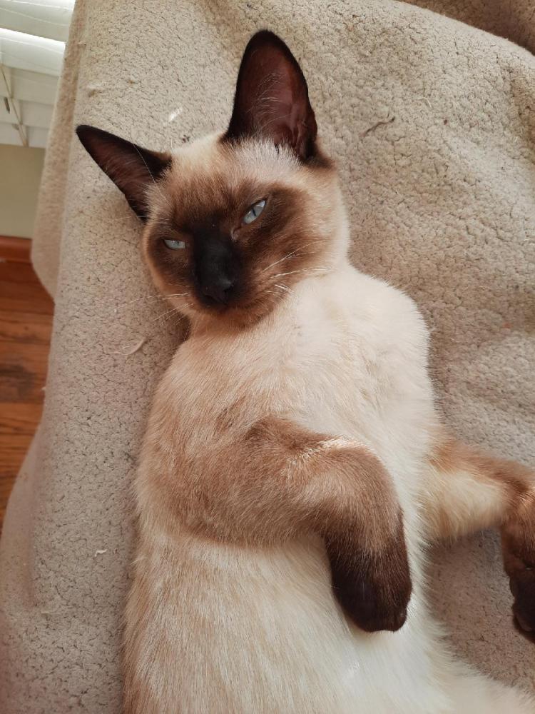 Image of Sherman, Lost Cat