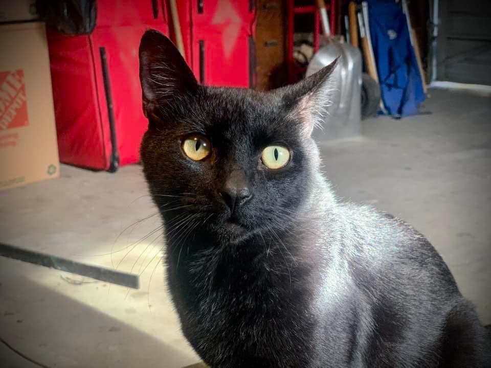 Image of BooBoo Kitty, Lost Cat