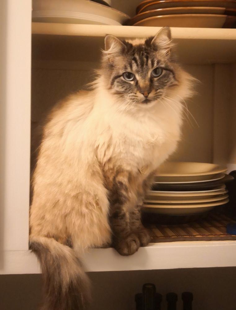 Image of Kalisi, Lost Cat
