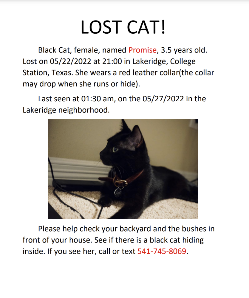 Image of Promise, Lost Cat