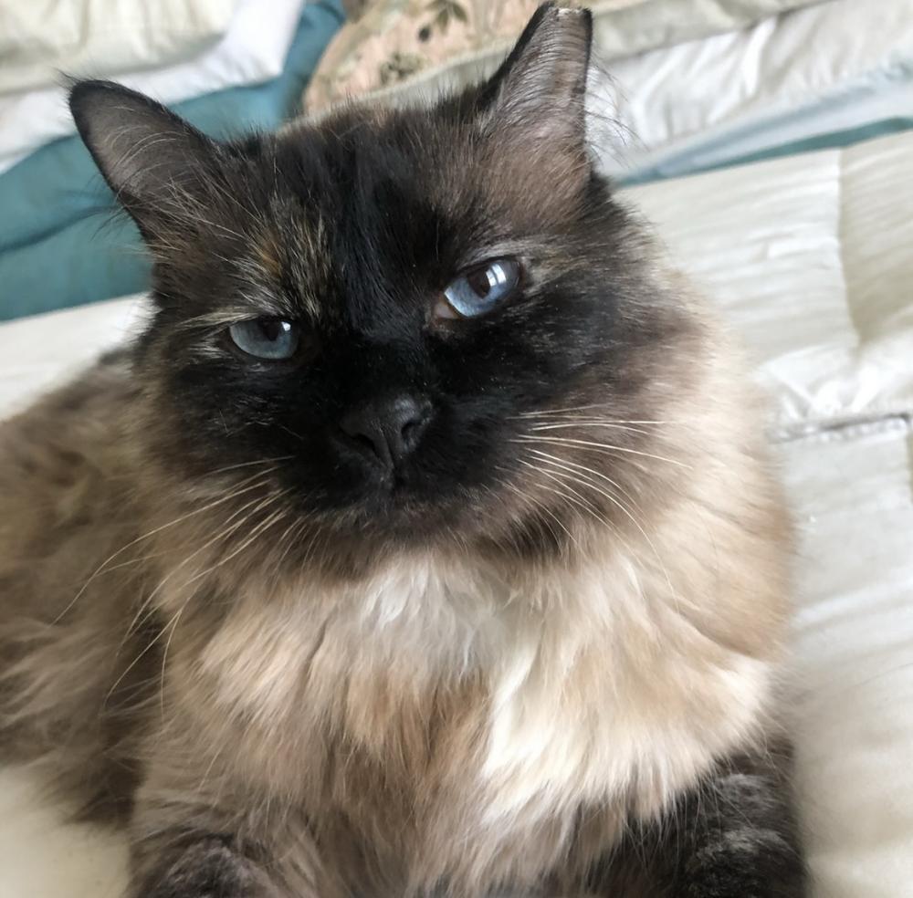 Image of Lucy, Lost Cat