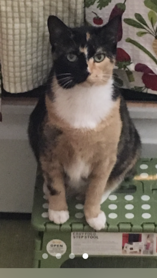 Image of Abby or kitty, Lost Cat