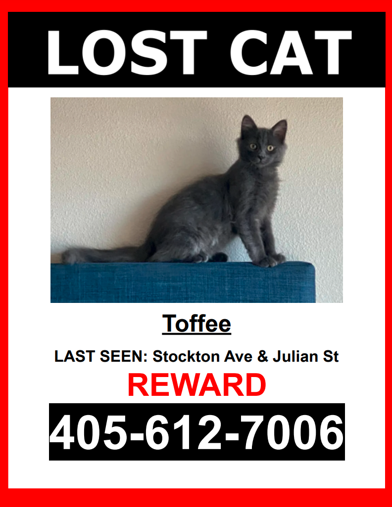 Image of Toffee, Lost Cat