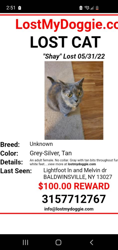Image of Shay, Lost Cat