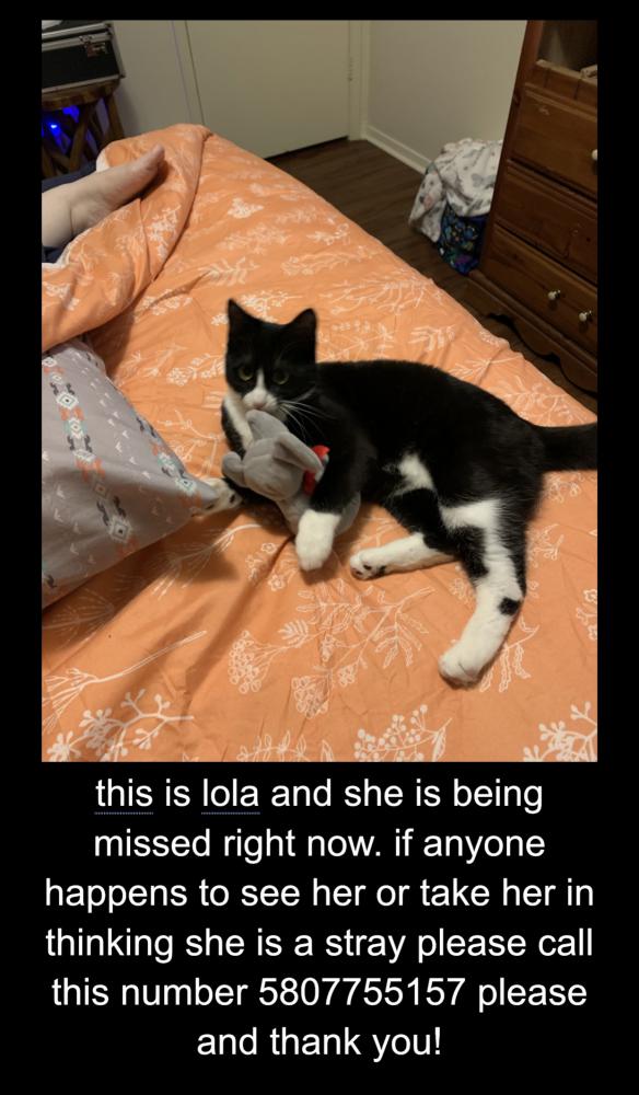 Image of lola, Lost Cat