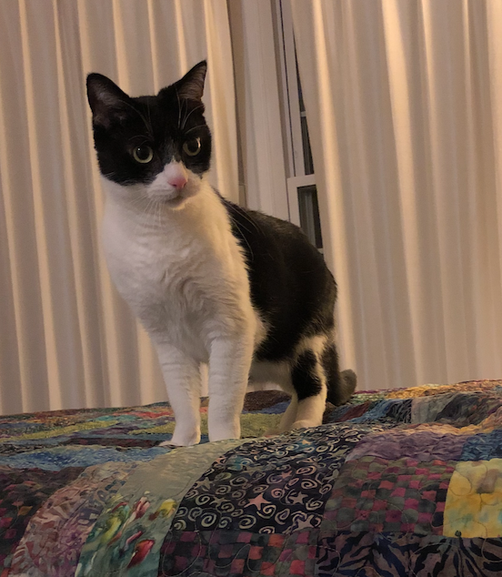Image of Puffin, Lost Cat